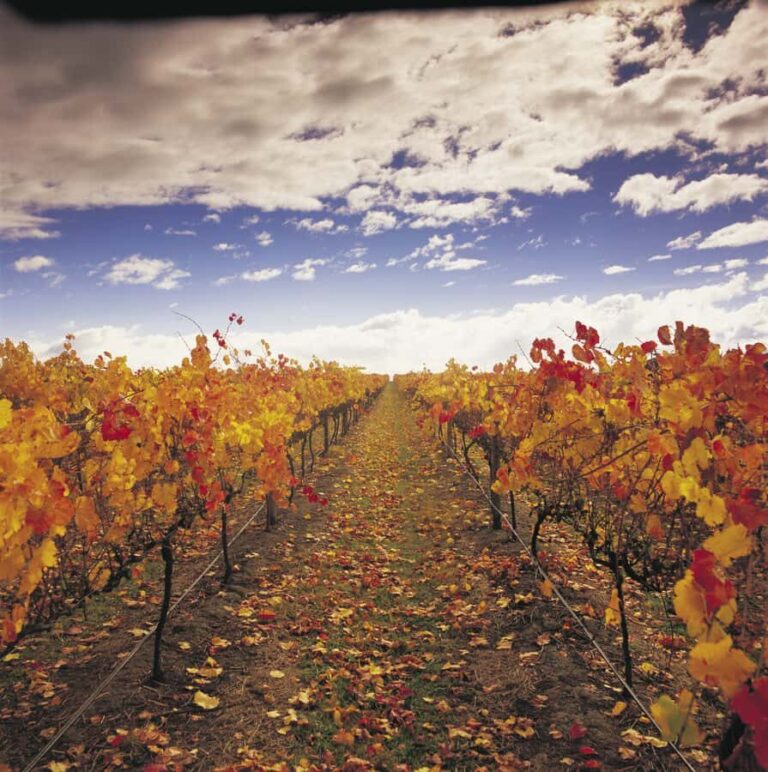 Yarra Valley: Winery Tour with Lunch at Yering Station - What Really Sets This Tour Apart