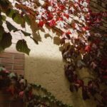 Yering Winery, LV Chandon Winery, Puffing Billy Steam Train - Practical Details and Value