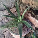 Yoga and Massage Nirvana. - The Meeting Point and Timing