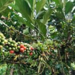 Yogyakarta : 4D3N Bromo, Kalibaru Plantation, Ijen, Bali - What Makes This Tour Stand Out?