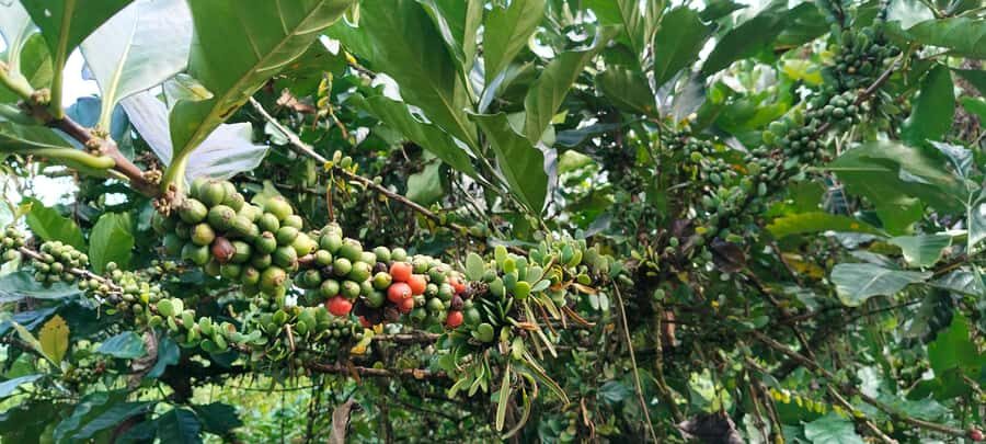 Yogyakarta : 4D3N Bromo, Kalibaru Plantation, Ijen, Bali - What Makes This Tour Stand Out?