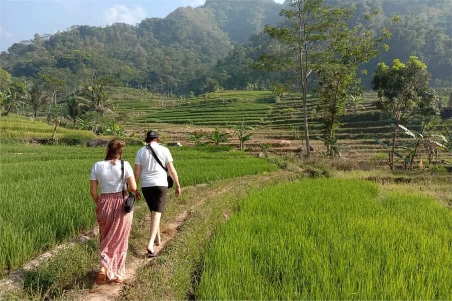 Yogyakarta: Borobudur Climb-up & Selogriyo Paddy Field Tour - The Scenic Drive and Arrival at Selogriyo