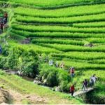 Yogyakarta Rice Terraces Hike and Kedungkayang Waterfall - Who Would Love This Tour?