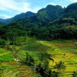 Yogyakarta: Selogriyo Temple and Rice Terrace Soft Trekking - What Travelers Love Most