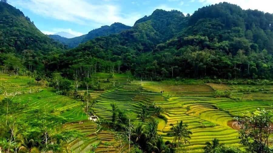 Yogyakarta: Selogriyo Temple and Rice Terrace Soft Trekking - What Travelers Love Most
