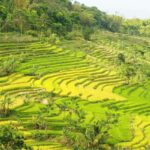 YOGYAKARTA; SELOGRIYO TEMPLE RICE FIELDS AND CHICKEN CHURCH. - Discovering Selogriyo Temple: A Quiet Historic Treasure