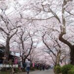 YokaBus Fukuoka Cherry Blossom Famous Spots and Night Sakura Tour - Transportation and Group Size