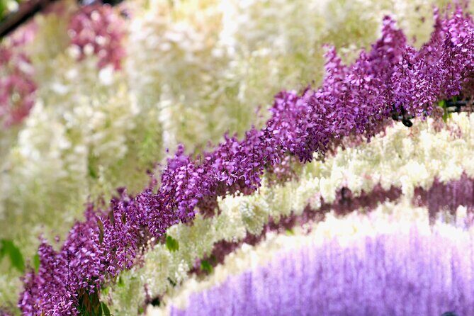 YokaBus Kawachi Wisteria Garden and Strawberry Picking Experience - Transportation and Group Dynamics