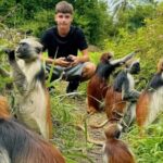 Zanzibar: Jozani Forest Tour - Exploring Zanzibar’s Last Natural Forest: What You Can Expect