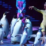 Zhuhai Chimelong Circus Ticket and Transfer - What Makes This Circus Show Stand Out?