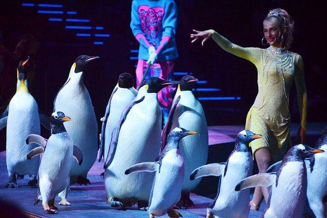 Zhuhai Chimelong Circus Ticket and Transfer - What Makes This Circus Show Stand Out?