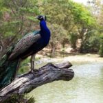Zoological and Forestry Park Admission Ticket - Practical Tips for Travelers