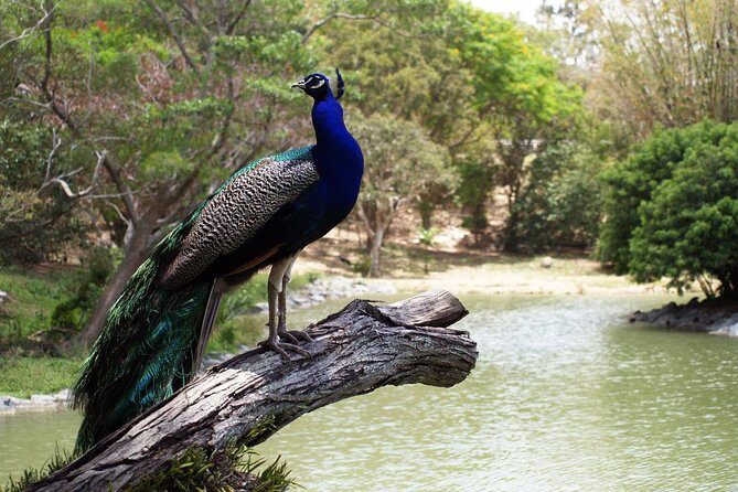 Zoological and Forestry Park Admission Ticket - Practical Tips for Travelers  