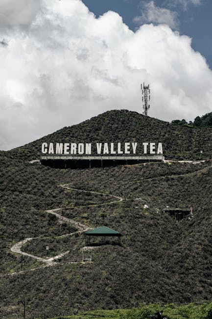 How to Book a Cameron Highlands Day Trip from Kuala Lumpur (Best 3 Tours)