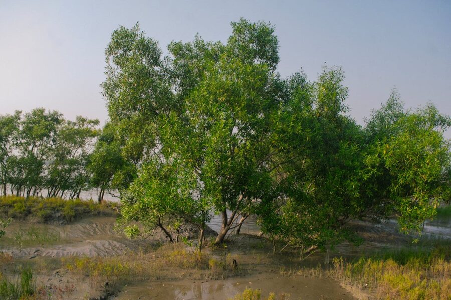 Dense mangrove forest waterway
