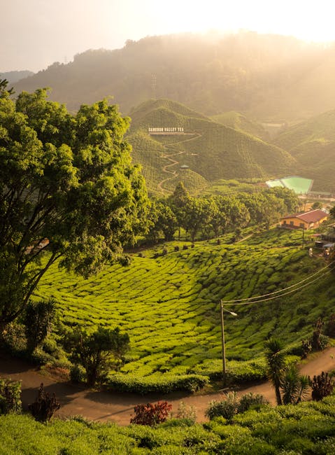 Tea plantation at sunrise in Cameron Highlands