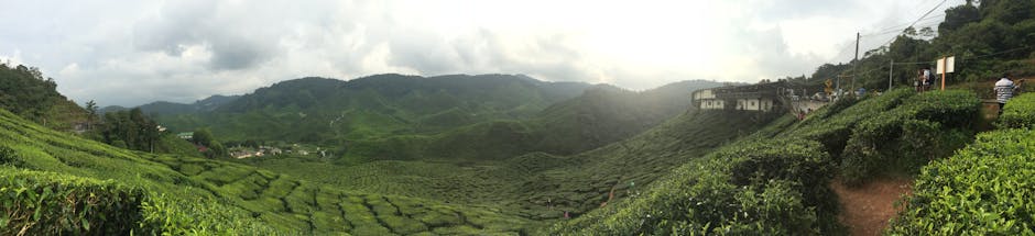 Panoramic view of green tea plantations