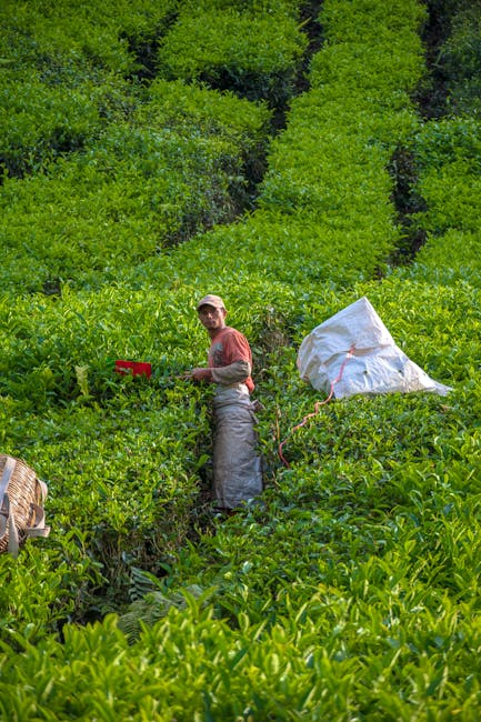 Tea picker working on green tea plantation