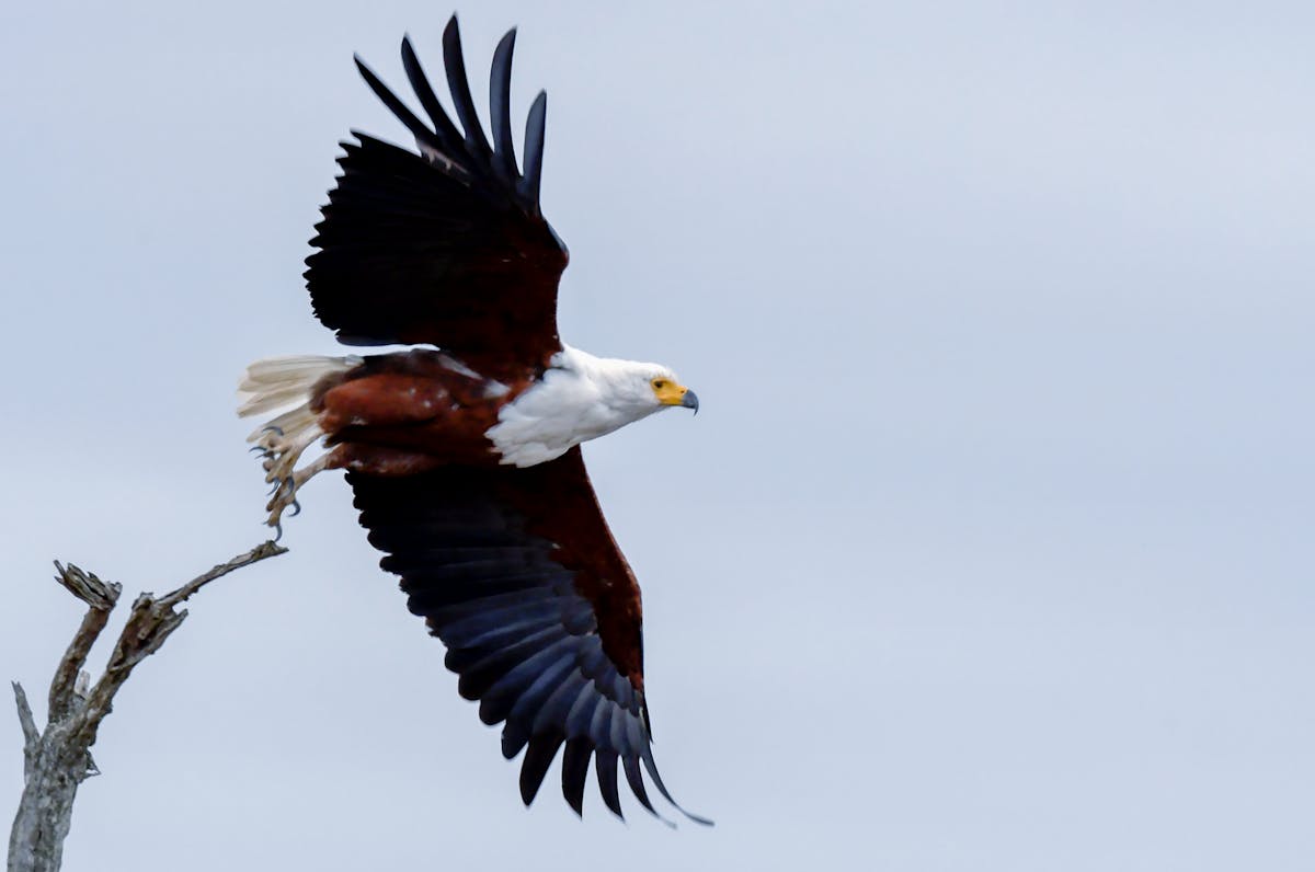Brahminy kite eagle in flight
