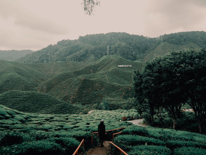 Person walking through lush tea plantations