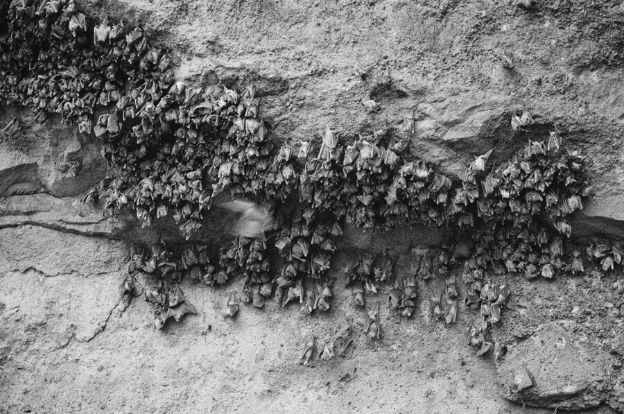 Bat cave with stalactites