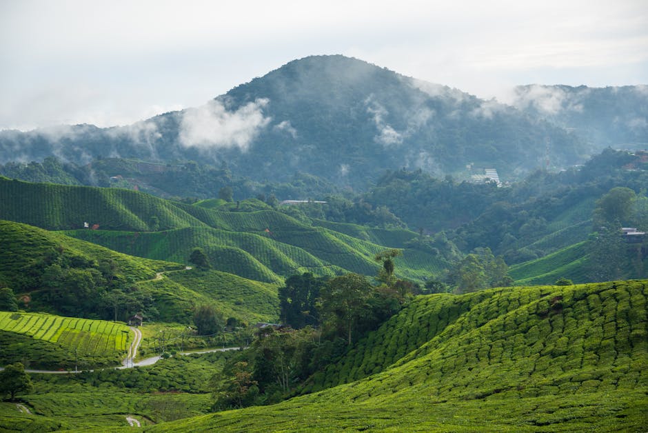 Misty mountains above tea plantations