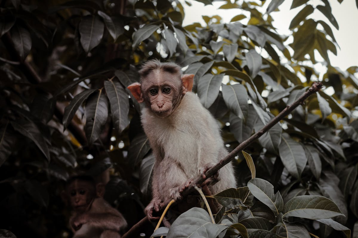 Macaque monkey in jungle setting