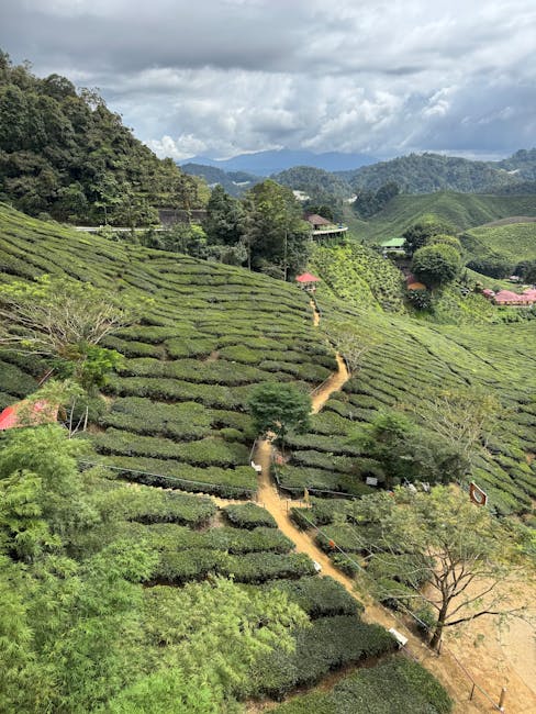 Aerial view of lush green tea plantation