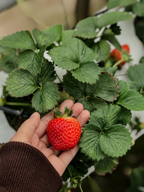 Hand holding ripe strawberry at farm