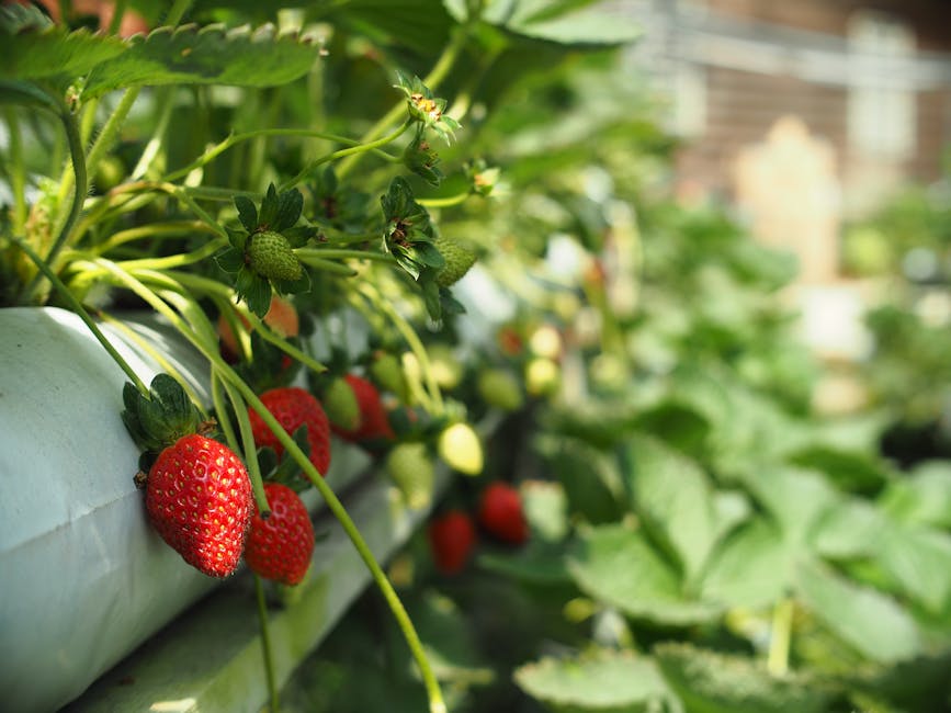 Ripe strawberries growing in a Malaysian farm
