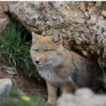 10 Day China Wildlife Expedition Tibetan Plateau and Snow Leopard - Analyzing the Price and Value