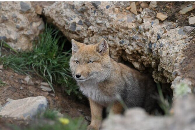 10 Day China Wildlife Expedition Tibetan Plateau and Snow Leopard - Analyzing the Price and Value