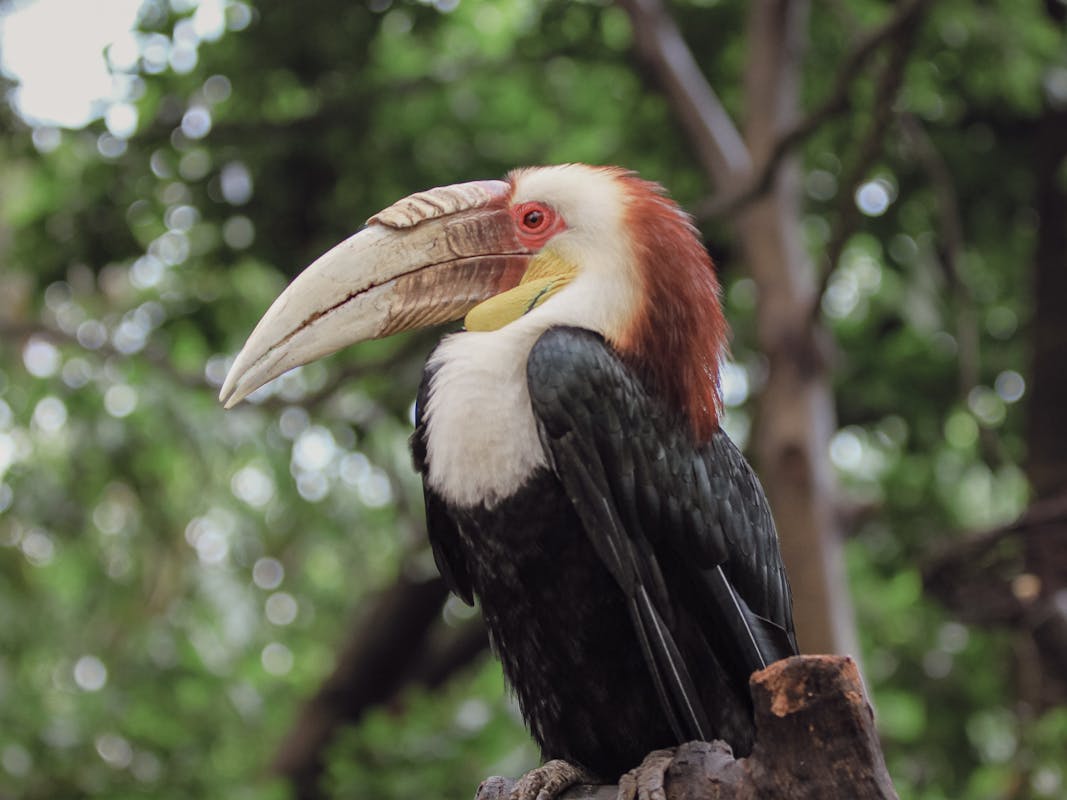 Hornbill in tropical tree