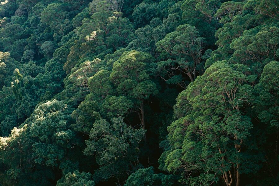 Rainforest canopy with mist