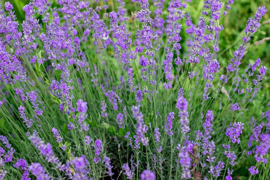 lively lavender garden in full bloom