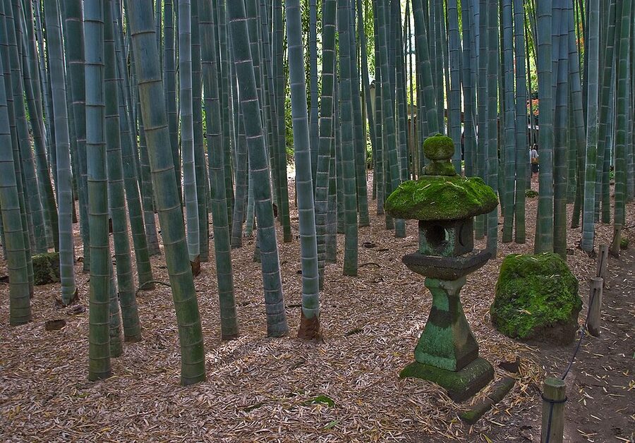 The bamboo grove at Hokokuji Temple in Kamakura, an easy detour from the main temple circuit