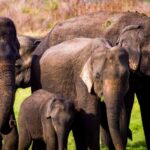 2-Day Galle to Sigiriya Tour with Minneriya Safari - Sigiriya Lion Rock — The Highlight of the Day