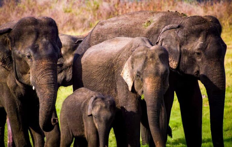 2-Day Galle to Sigiriya Tour with Minneriya Safari - Sigiriya Lion Rock — The Highlight of the Day