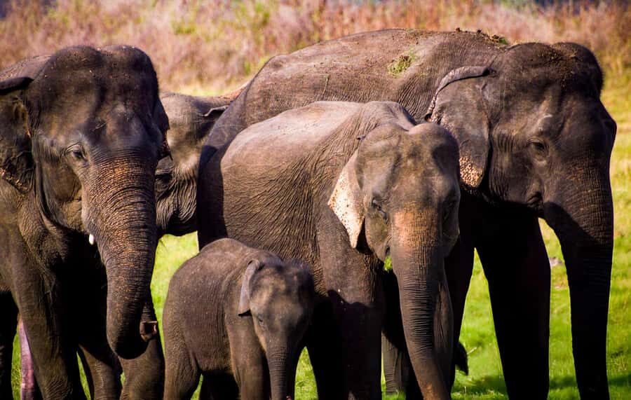 2-Day Galle to Sigiriya Tour with Minneriya Safari - Sigiriya Lion Rock — The Highlight of the Day