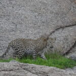 2 Days Safari Tour in Jawai and Jodphur - The Experience: Wildlife & Culture