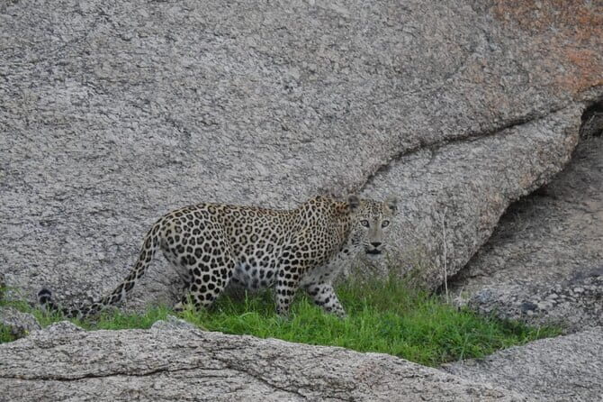 2 Days Safari Tour in Jawai and Jodphur - The Experience: Wildlife & Culture