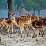 2 Days Sundarban Mangroves Tour from Kolkata - A Deep Dive into the 2-Day Sundarban Experience