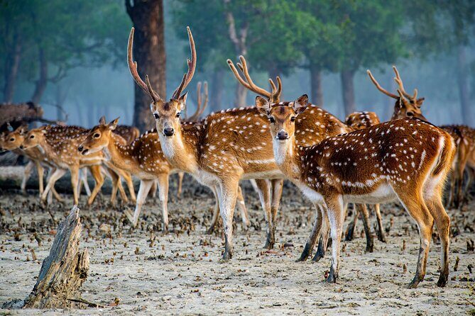 2 Days Sundarban Mangroves Tour from Kolkata - A Deep Dive into the 2-Day Sundarban Experience