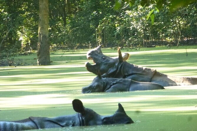 2 Nights 3 Days Chitwan National Park Package with Jeep Safari - Frequently Asked Questions