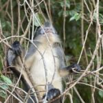 2D1N Ethical Jungle Trekking with Orangutans in Bukit Lawang - Good To Know