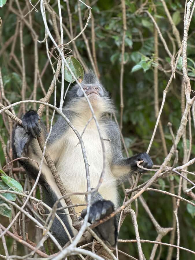 2D1N Ethical Jungle Trekking with Orangutans in Bukit Lawang - Good To Know