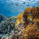 3 Fun dives in Phi Phi islands for Certified Divers - The Itinerary In-Depth