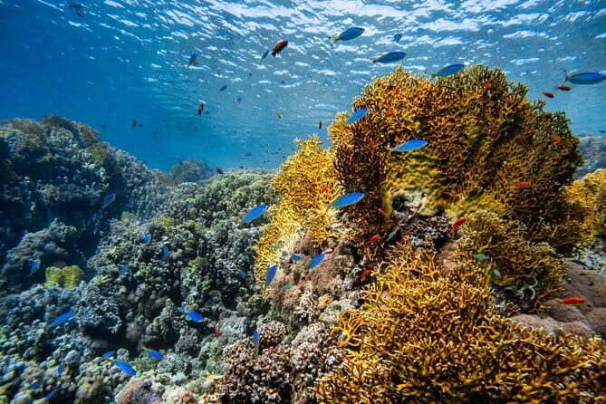 3 Fun dives in Phi Phi islands for Certified Divers - The Itinerary In-Depth