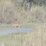 3Nights 4Days Bardiya Tiger Tracking Tour on Foot - All Inclusive - Why This Tour Offers Good Value