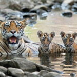 4 Days Golden Triangle Tour with Ranthambore Tiger Safari - Wildlife Safari: The Unexpected Highlight